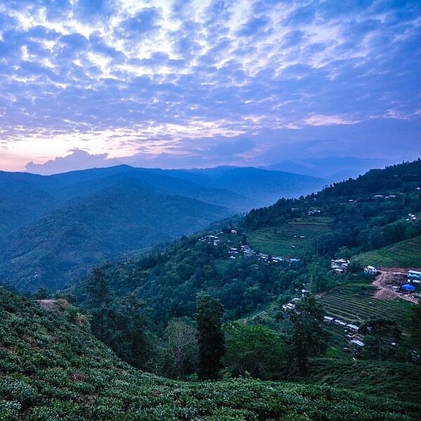 Himalayan tea garden